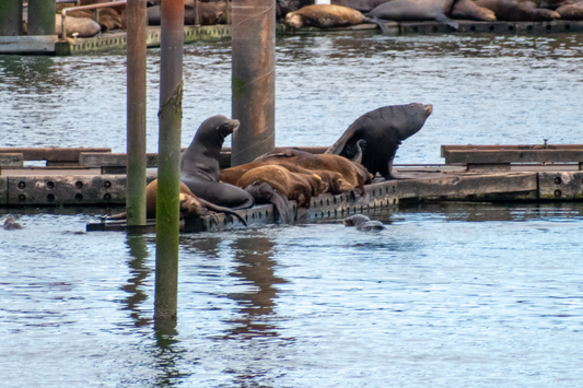 Discover the Majestic Sea Lions of Astoria, Oregon: A Guide for Eco-Friendly Adventurers