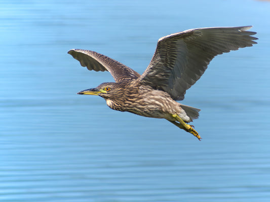 A Night Heron's Flight: Witnessing Maui's Natural Wonders