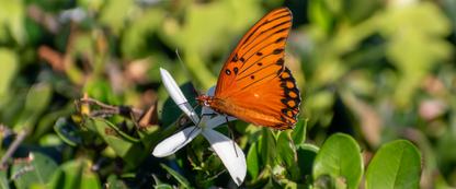 Picture used for butterfly coffee mug